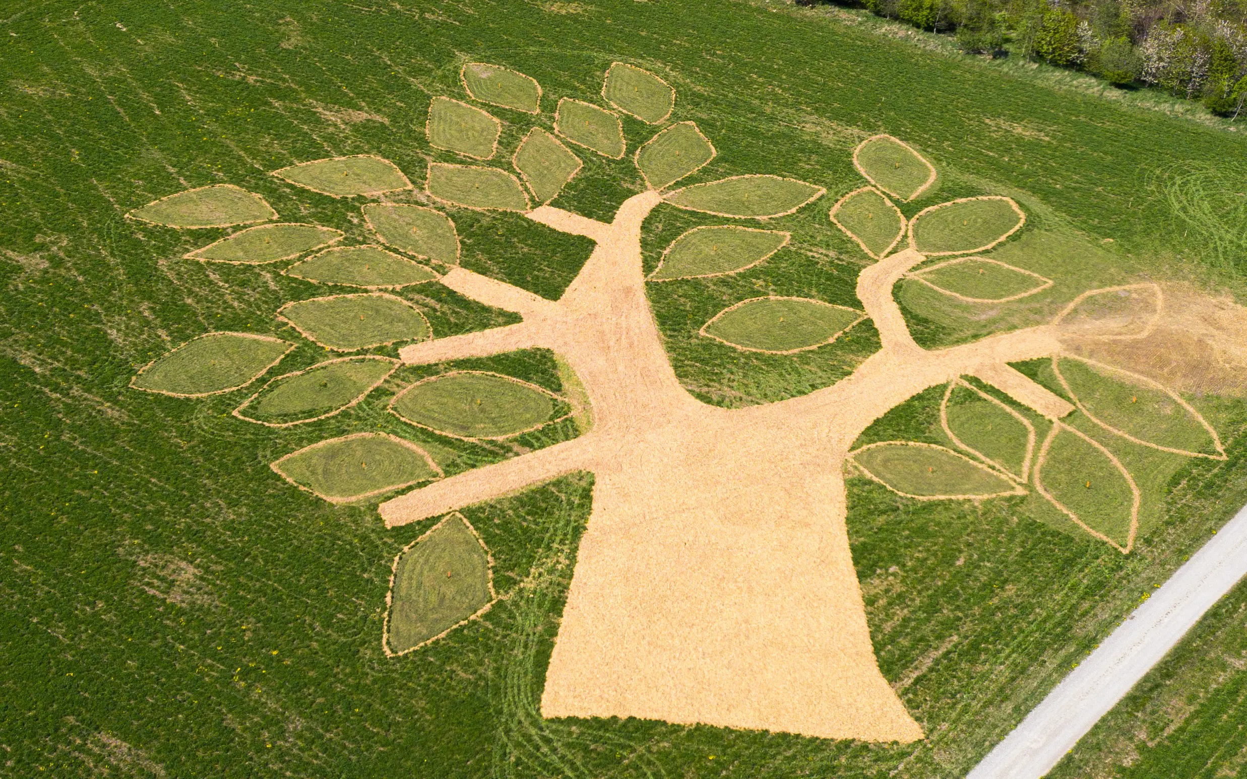 plant-et-træ.jpg
